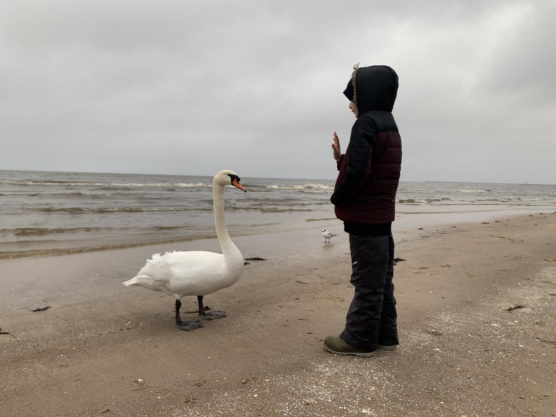chłopak stoi naprzeciw łabędzia nad brzegiem morza